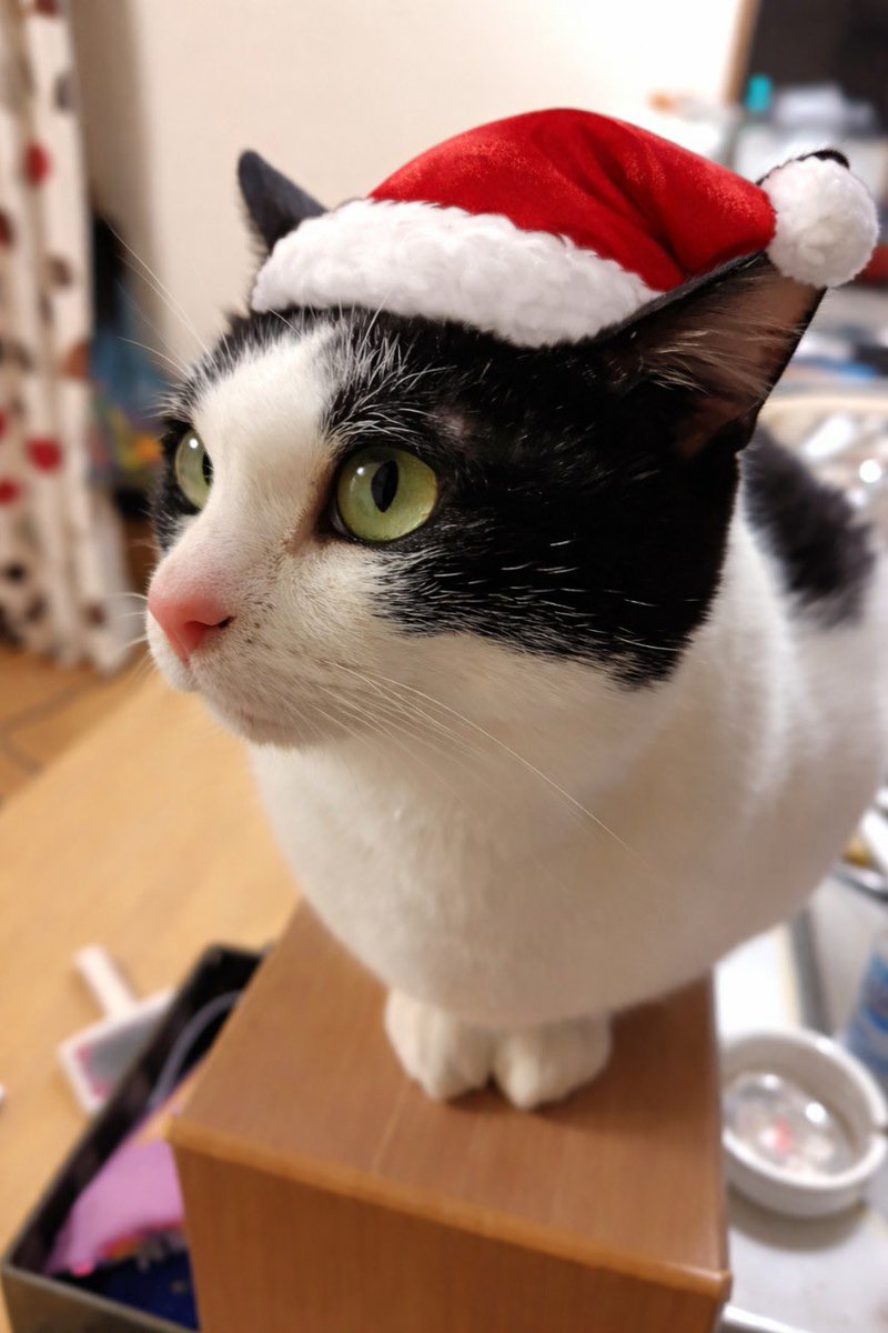 YOLOFUKUI's tweet photo. メリークリスマス🎄(遅い)
��リスマス仕様の写真でーす
きゃわうぃ〜ね😘
今日の朝から一段の寒くなりました...車の上にもすこーし雪が積もってました！
暖かい格好をして今日も仕事です！！

#福井 #障害福祉 #雪 https://t.co/z9EElk6KH8