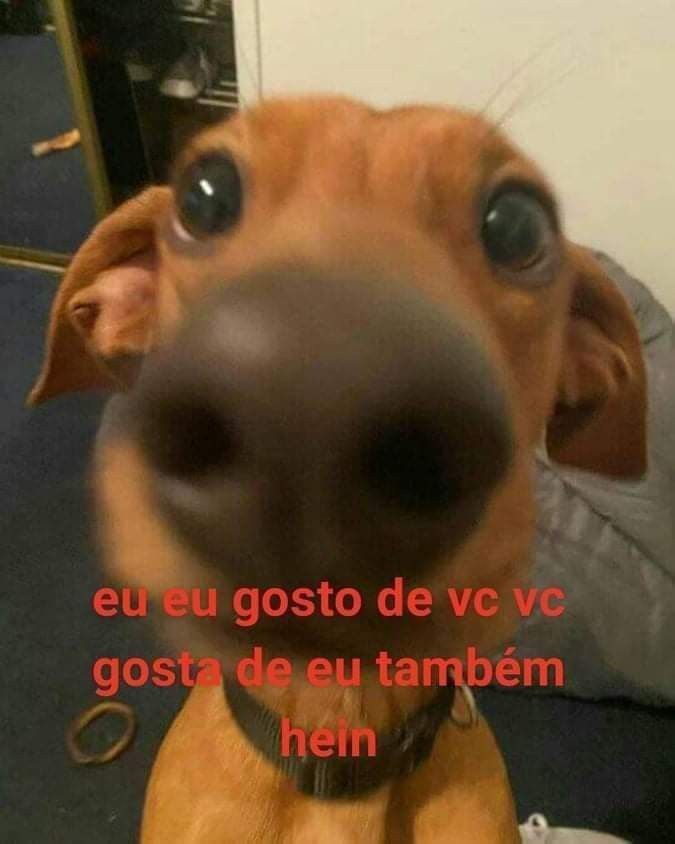 animais com frases aleatorias (@animaisfrases_) on Twitter photo 