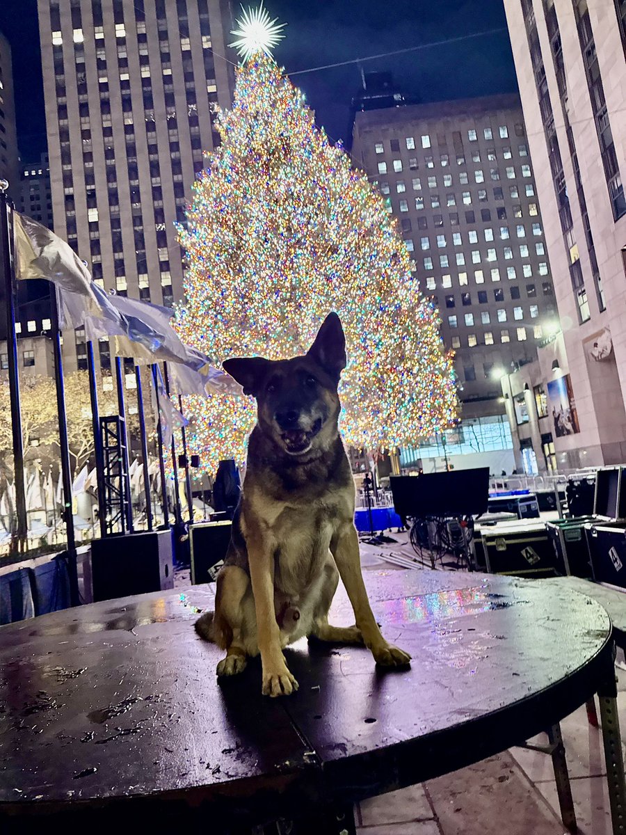 LoveK9Louie's tweet photo. Merry Christmas to all and to all a good night! 🎅 🎄 🐕
#lovek9louie #rockefellerchristmastree #santaland #christmasinnewyork https://t.co/xFAF74tpcz