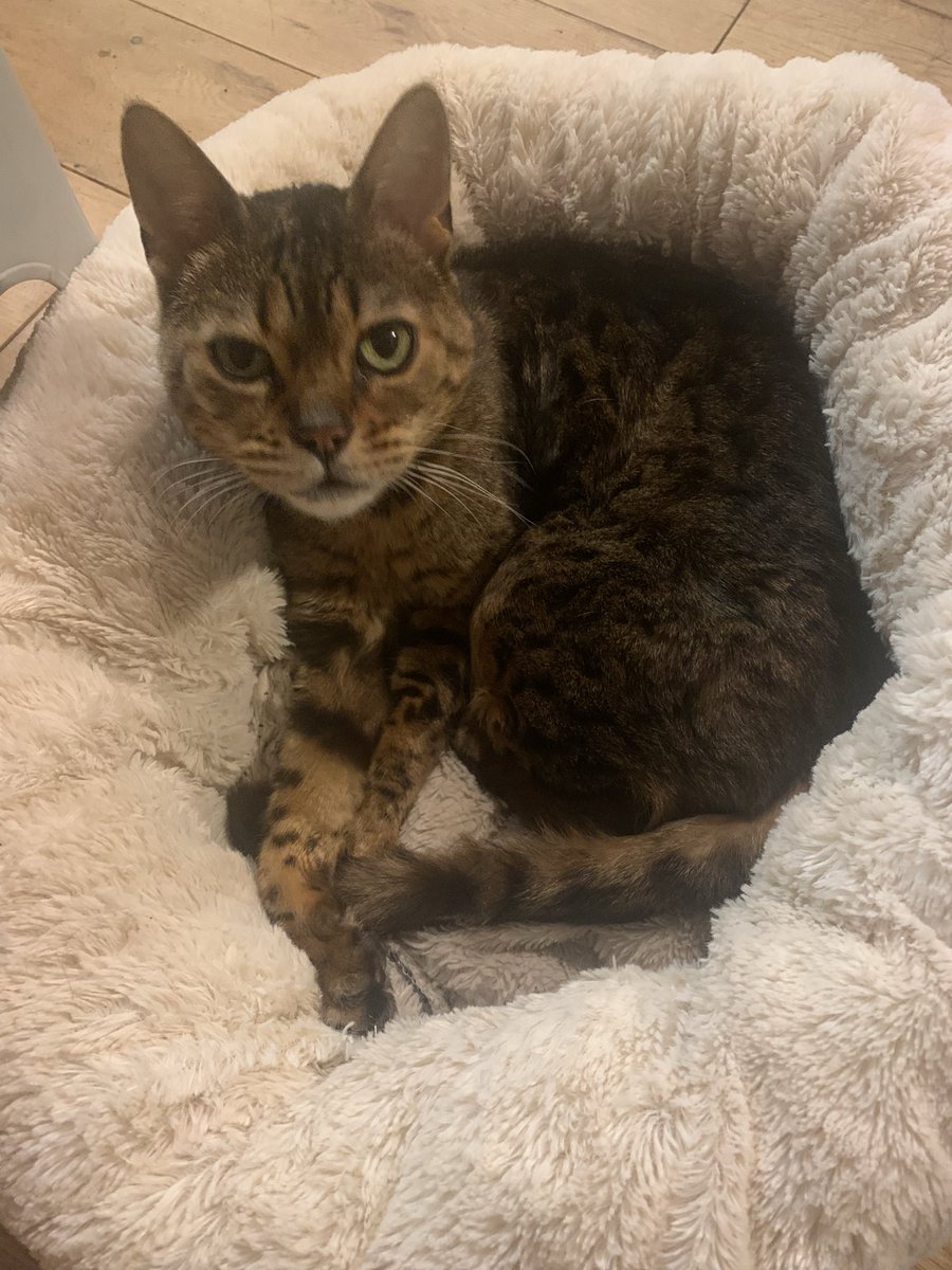 journoks's tweet photo. @DavidsonMagnus Similar results for Khuki the cat! https://t.co/TdHeHwXBFm