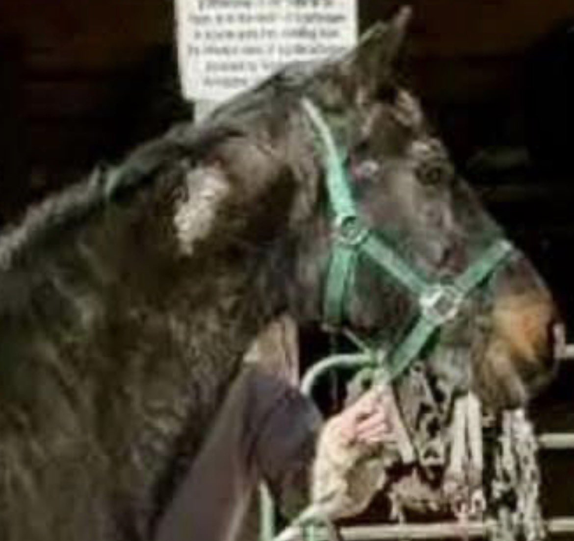 SRF_SOSS's tweet image. ⏰DEADLINE SATURDAY. ⏰Please help TRIX get to safety before he is sent to a HORRIFIC END. SHARE, DONATE🙏He has no one but us to save his life. Thank you. 💕6️⃣5️⃣0️⃣🐎🚛🏥 paypal.com/donate?campaig…