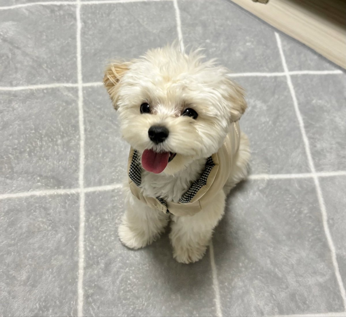 マルプーのぽてと (@potato_maltipoo) / Posts / X