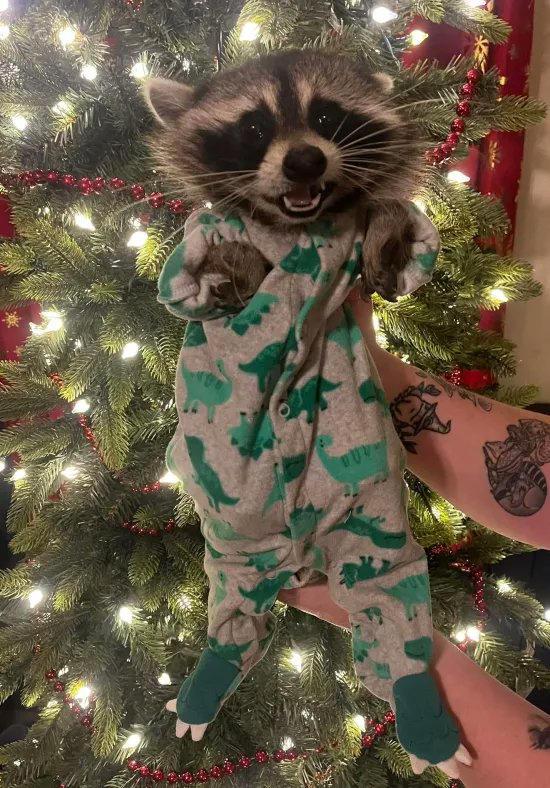 Why you should have a Raccoon tweet media