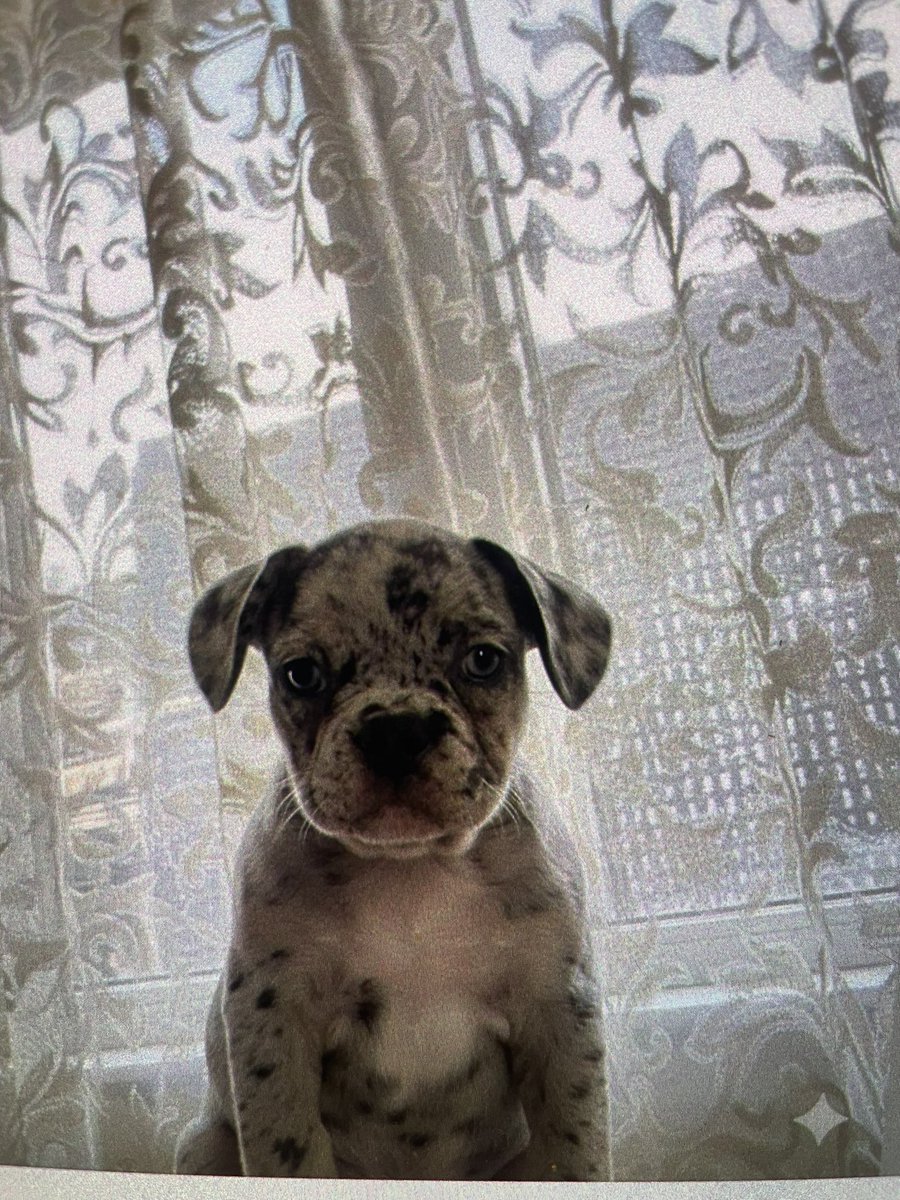 Was mir so auf Facebook angezeigt wird und eine Warnung an alle, die sowas niedlich und hübsch finden. TUT DAS NICHT. Dieser Hund ist schon von der Rasse her eine Qualzucht, auf die jetzt noch gleich 2 weitere Defektzuchtmerkmale gezüchtet wurden: blaue Augen und nen helles Merle