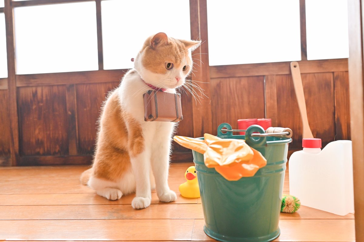 大掃除をはじめるにょだ
#大掃除 #年末 #じゃらん #にゃらん