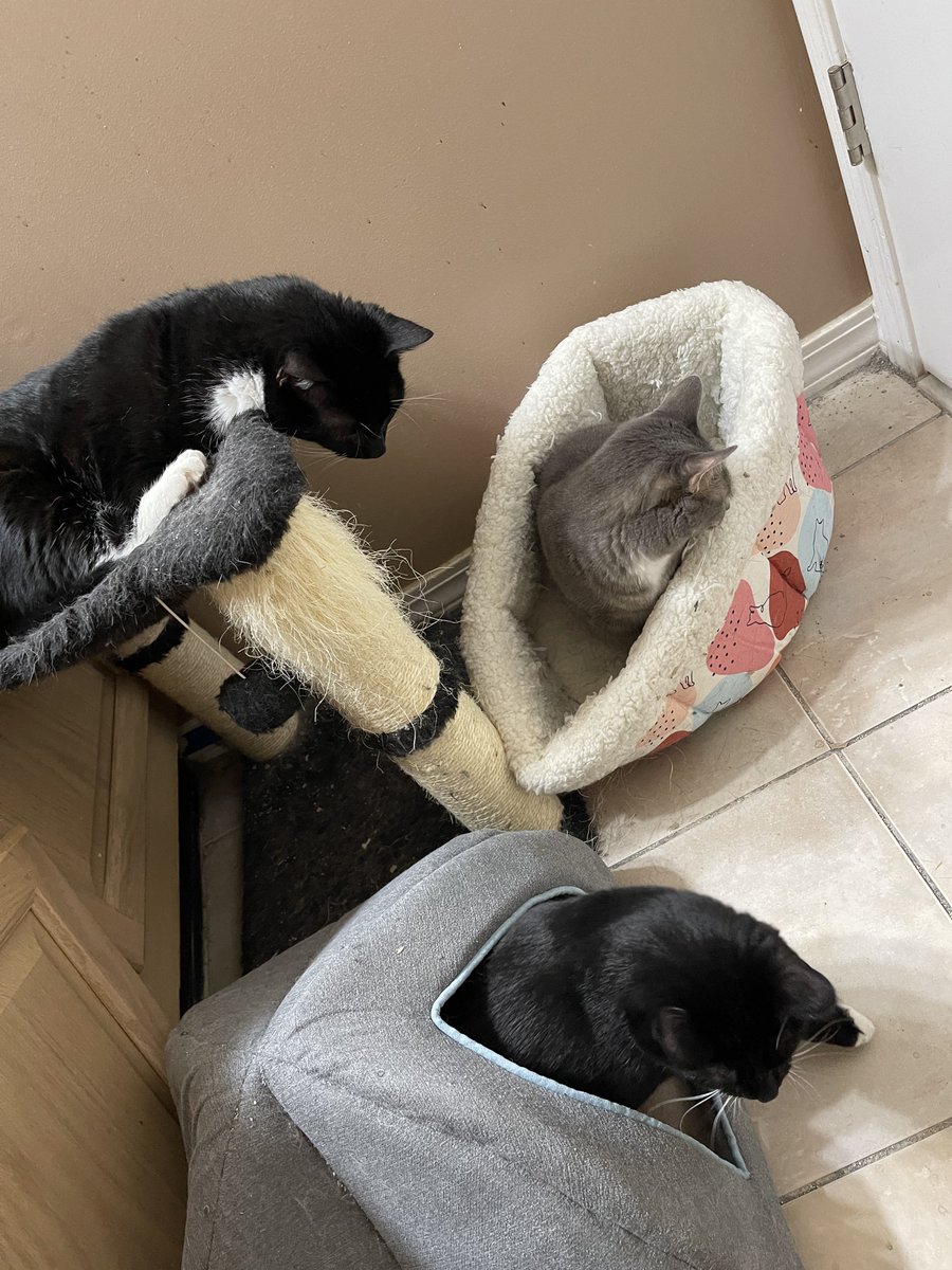 PrettySweetKitties tweet media