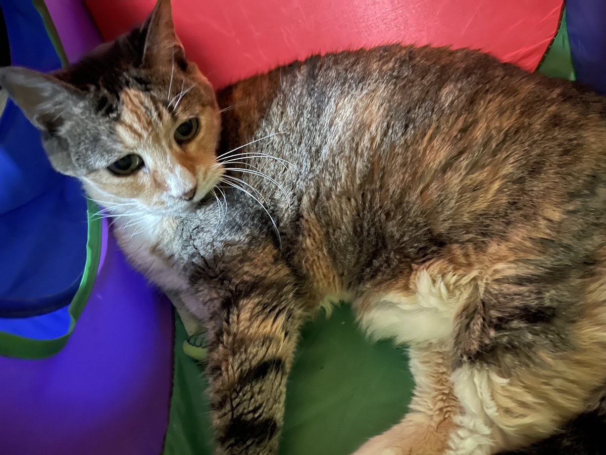 PrettySweetKitties tweet media