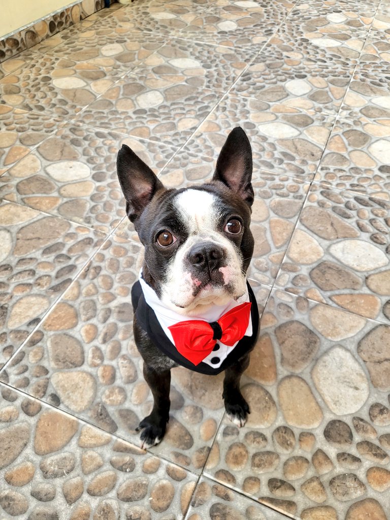 Redblueeboy's tweet image. Merry Christmas from Chase 🎄🎀🎁✨️