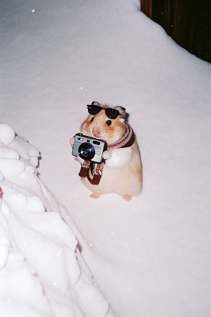 Tweets Of Hamster tweet media