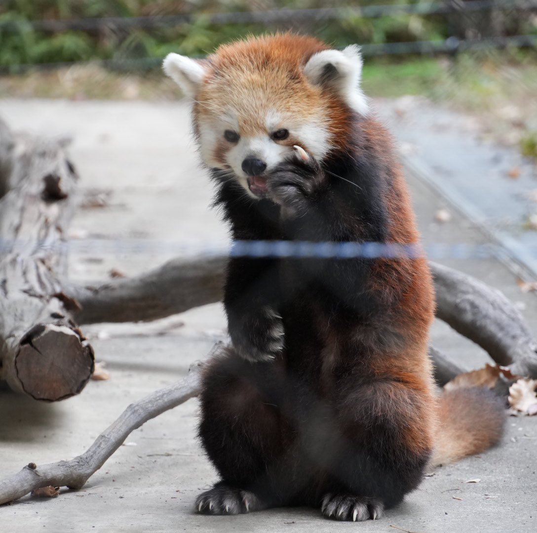 redpanda