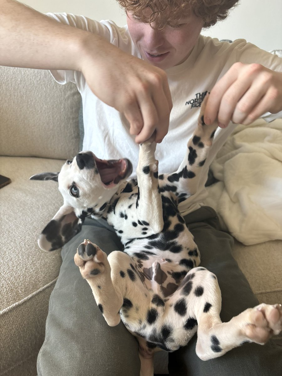 CasperKahar's tweet photo. Almost going to be a year old. I love Bow. (And Daisy-Roo). https://t.co/EVkwL8eUDB