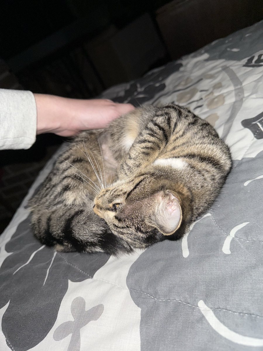 StoneColderest's tweet image. The kitties wish everyone a Merry Christmas 🩵