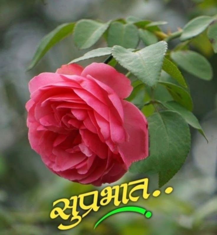 M.V.S.Rao(Dinesh) tweet media