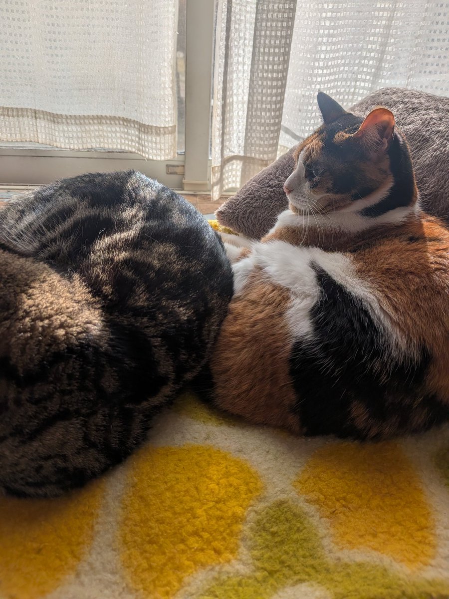 8mikitty8's tweet photo. 我が家の女王みやびちゃん👑
ベスポジ大満喫。兄猫達に近づいて
「譲りなさいよ」の圧( ΦωΦ )
譲るメンズも優しいですよね🩷
戻ってきた兄が気に入らずガン見👀 https://t.co/uq9GIZd4dk