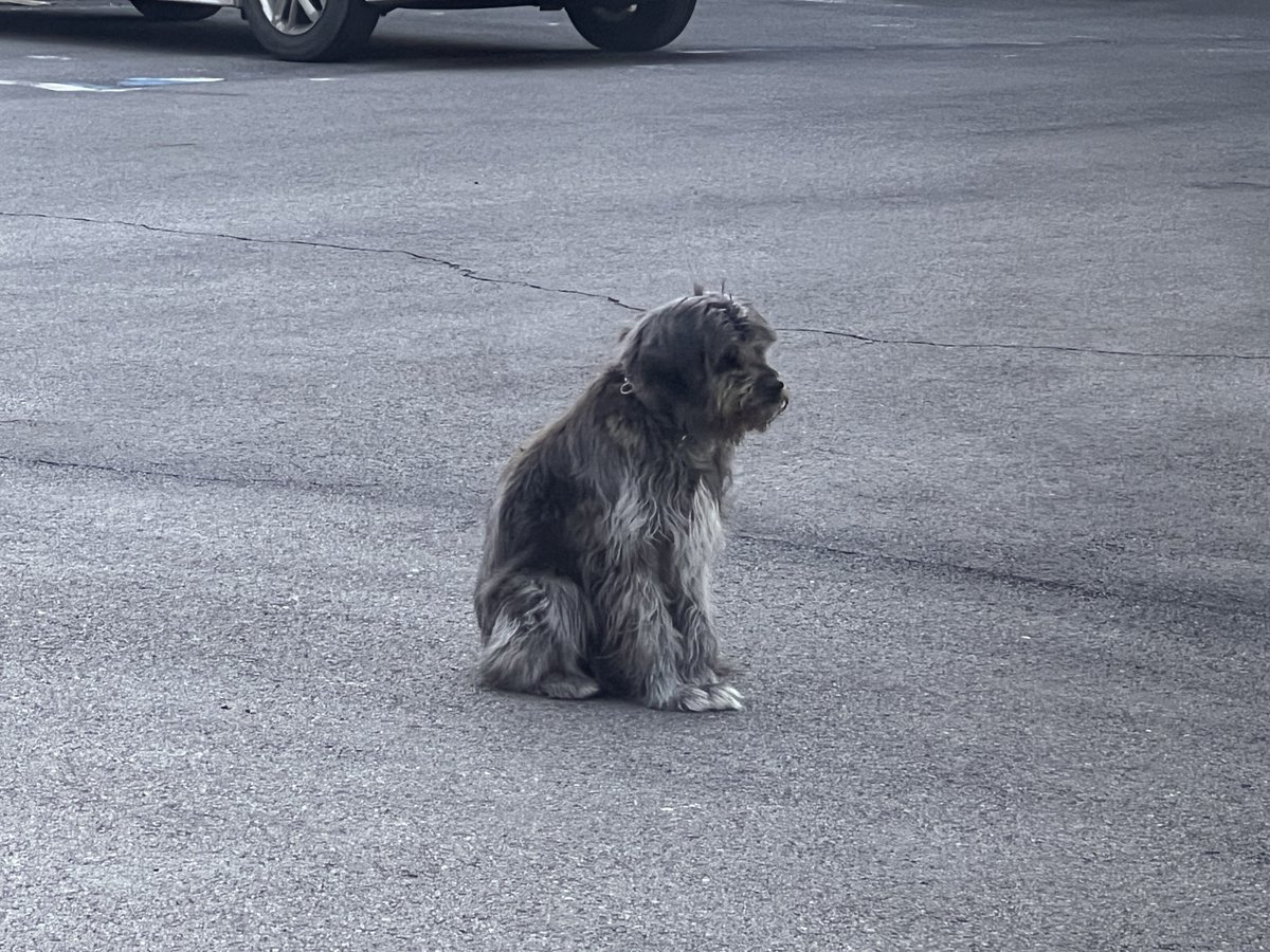 _dorai_'s tweet image. 니 아빠 안 와. 그러니까 추운데 그러고 있지 말고 집에 들어가. 지금 영하 12도야