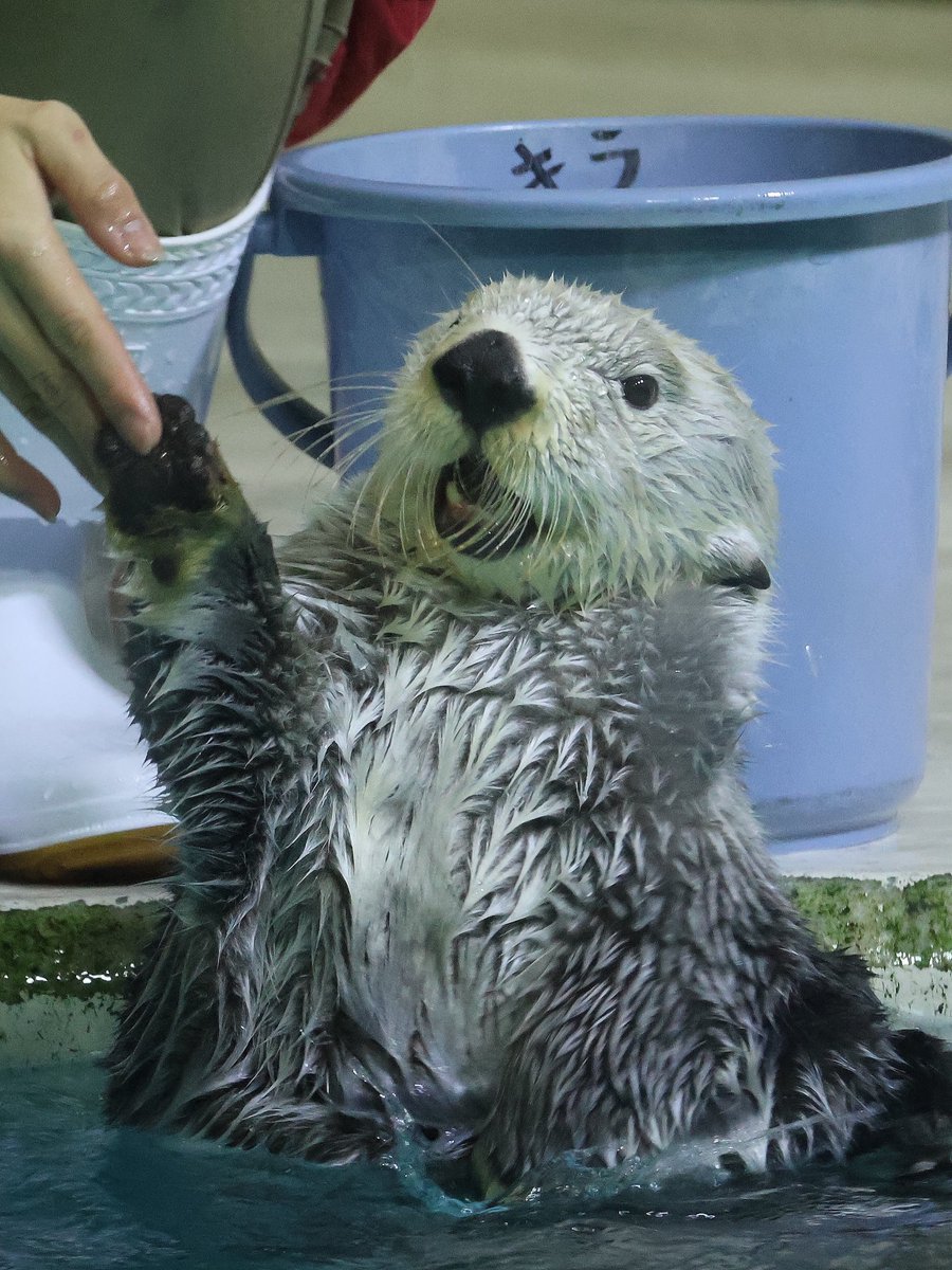 キラちゃん 今年最後のきらきらキラちゃん金曜日🪣🌟 #鳥羽水族館 #ラッコ #ラッコ