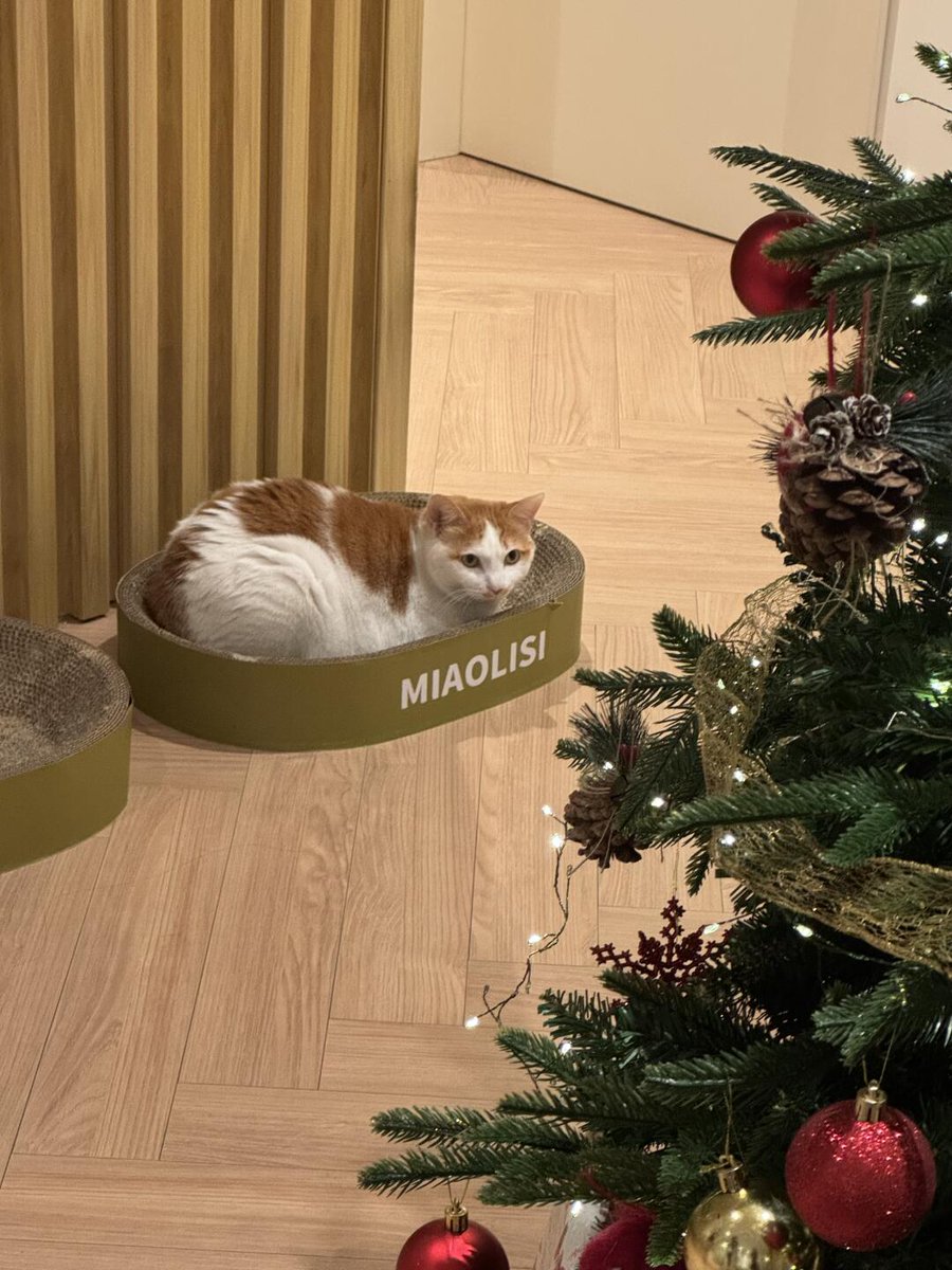 Ruby9ws's tweet image. The cats are celebrating Christmas today too.