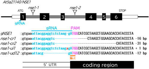 JspbOfficial's tweet photo. [Plant Biotechnology  42-4]
A start codon-targeted genome editing strategy for generating hypomorphic mutants of lethal plant genes
Yoshimura M., et al.
https://t.co/cxPXb7IBh6 https://t.co/gS75eAzwPm