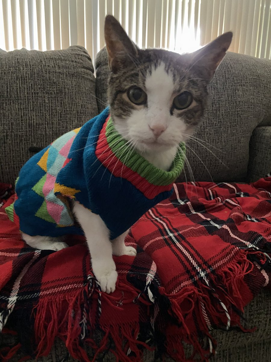 Lily Doodle 🌈 Po & Elphaba 🐈🐈⬛ tweet media