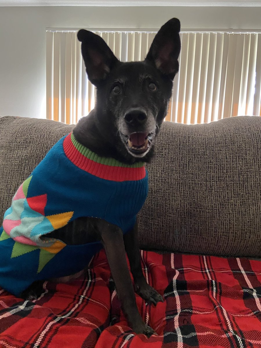 Lily Doodle 🌈 Po & Elphaba 🐈🐈⬛ tweet media