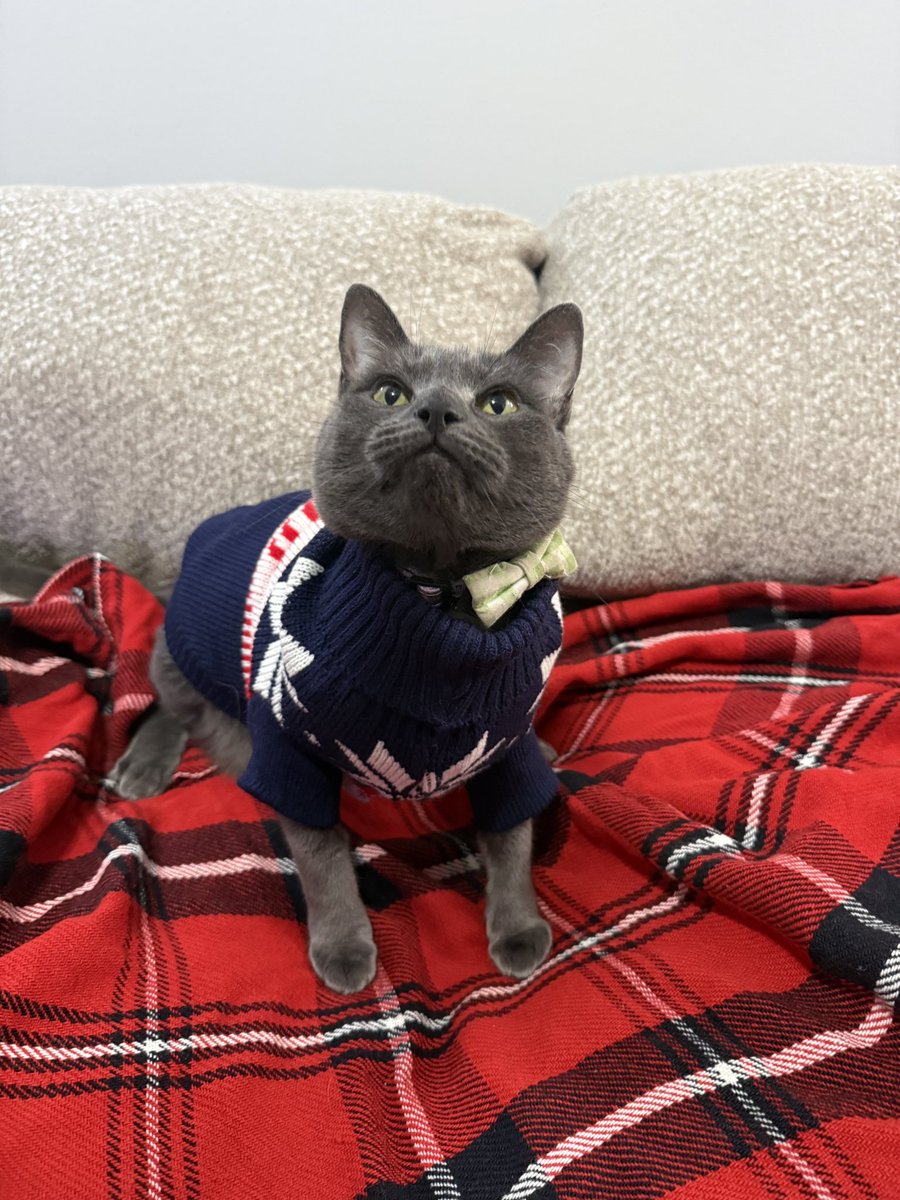 Lily Doodle 🌈 Po & Elphaba 🐈🐈⬛ tweet media