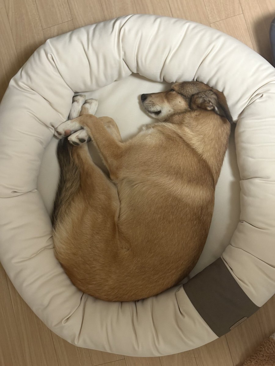 골드바믹싱믹싱[구글도배,구글찌라시 텔 𝑮𝑺𝑬𝑶8]비트코인업체.cgn