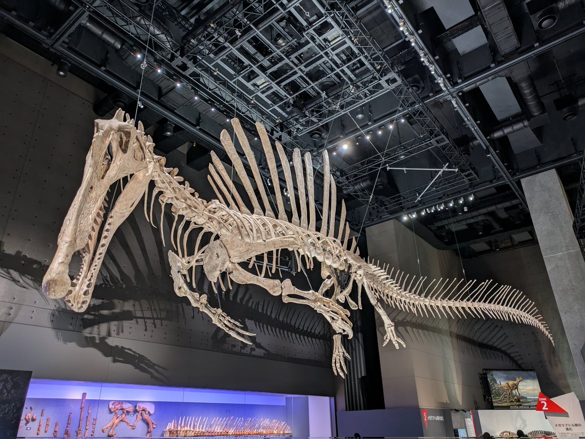 化石　E-12 学術成果：西予市明浜町から産出したスエヒロキヌタレガイ属の化石