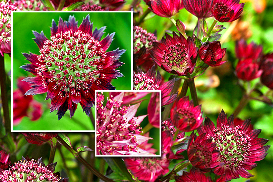 geologyBits's tweet photo. 🟥 🪴 Astrantia 'Moulin Rouge'
is a cultivated variety of masterwort (Astrantia major), a clump-forming herbaceous perennial in the Apiaceae family, not a mineral.
❤️🔁 #AstrantiaMoulinRouge #Masterwort
▶️ It features deeply lobed, palmate dark green basal leaves and wiry branched stems rising 45-60 cm tall, topped by intricate umbel-like flower heads from early to late summer.
Each inflorescence consists of a central pincushion of tiny red to burgundy florets surrounded by a showy ruff of pointed, deep red bracts tipped in purple red, creating a starry, fireworks-like effect prized in gardens and floral arrangements.
The plant spreads moderately via rhizomes, thrives in moist, humus-rich soils with partial shade, and attracts pollinators while serving as an excellent fresh or dried cut flower.
This hybrid cultivar originated through selective breeding for intensified color and prolonged bloom, likely in European nurseries during the late 20th or early 21st century, with plant patent protection granted to enhance its dark, dramatic hues beyond wild forms.