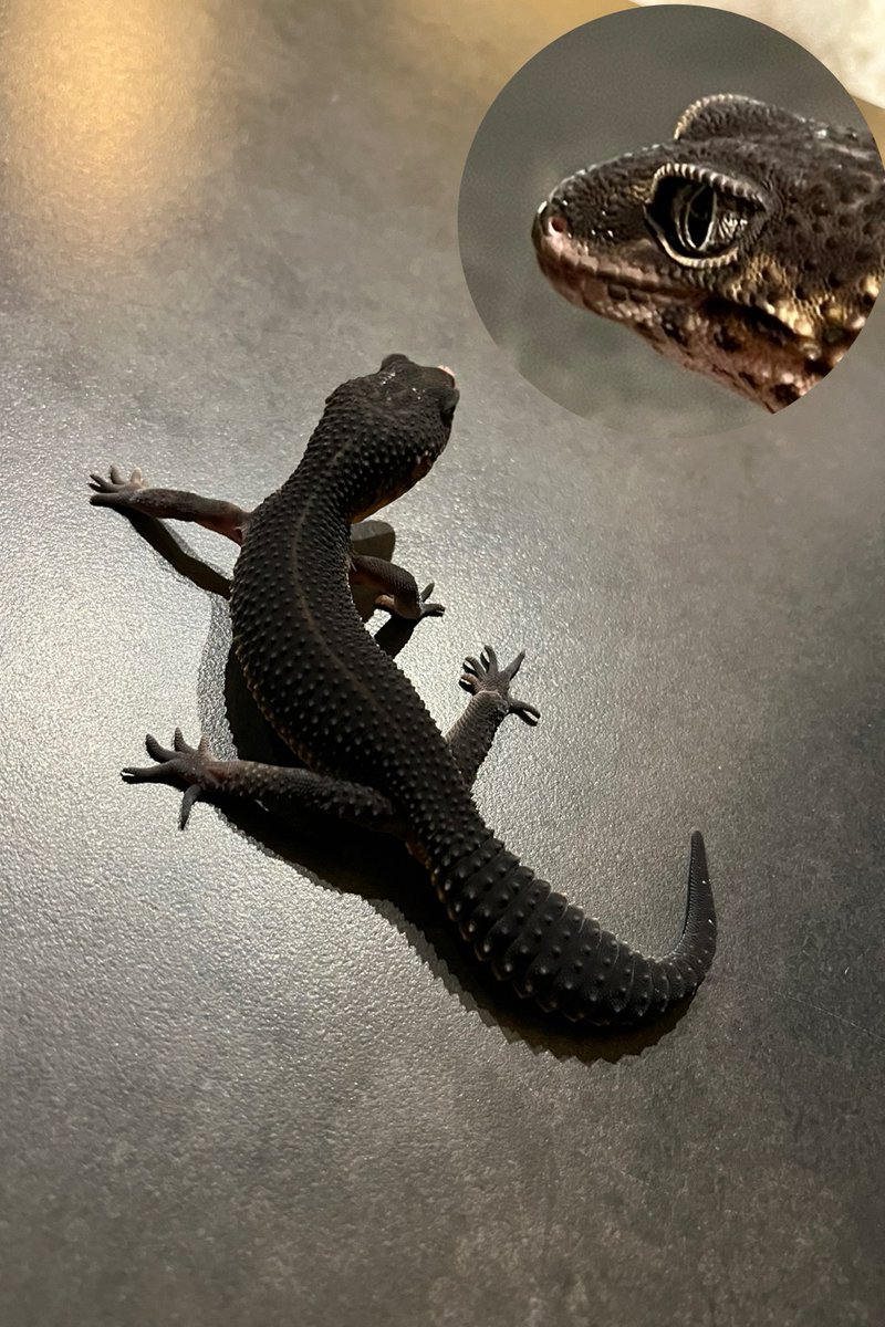 レオパ愛好家 私の家族】レオパの紹介｜kanapiii