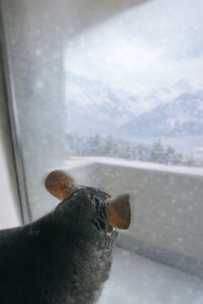 雪降ってるね(*'▽'*)

(背景はAI加工してます⛄️)