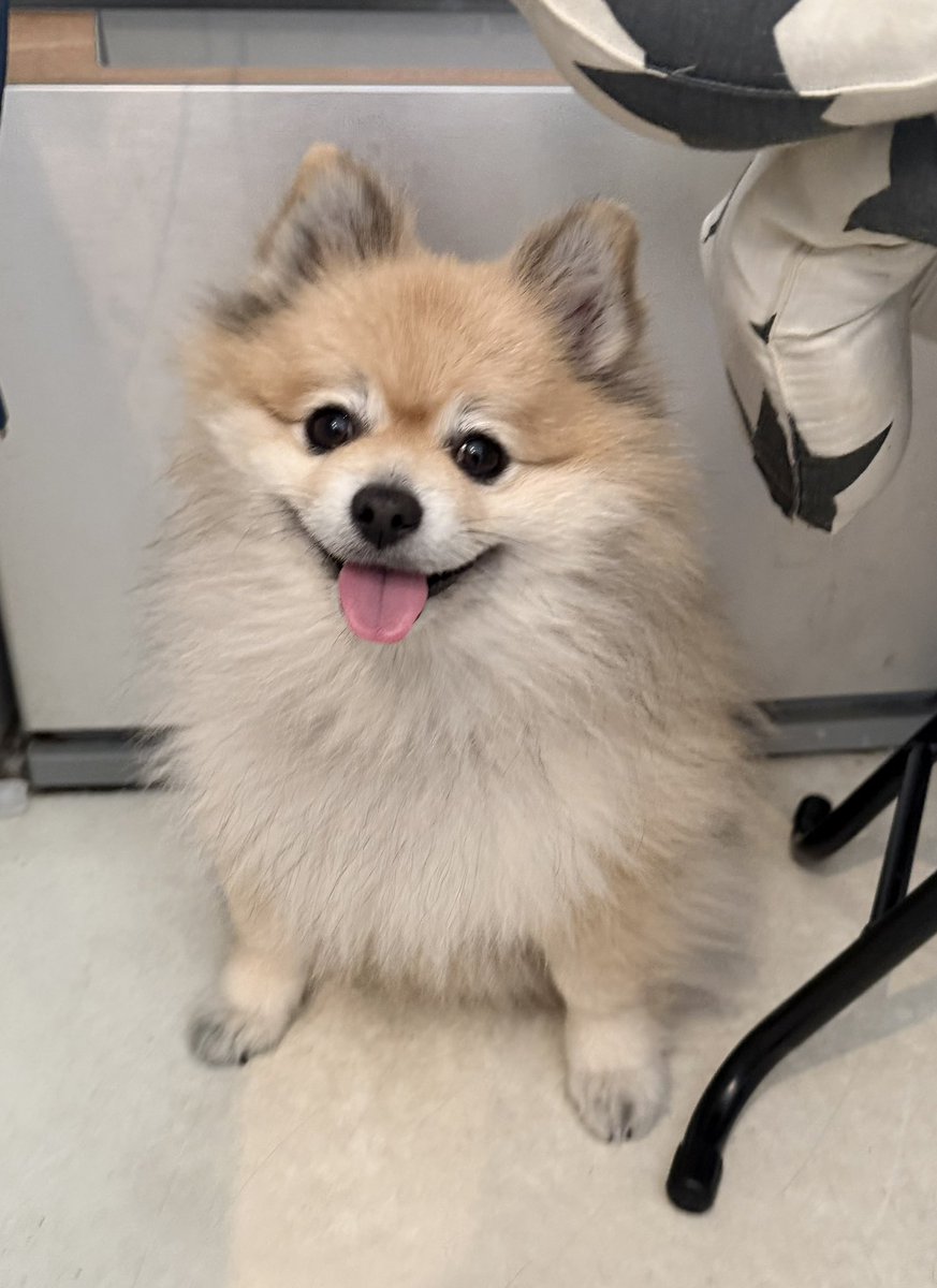 デカポメ🐶⛩️ポルくん🗼 (@AccessoryshopF) / Posts / X