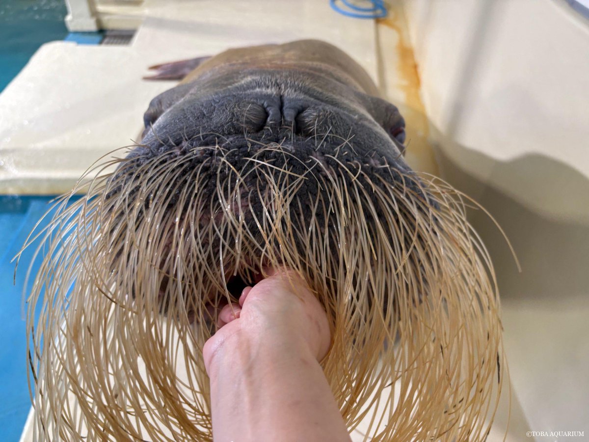 「世界セイウチの日」質問コーナー④: 今回は「主食として2枚貝を食べるセイウチ、水族館では貝を与えることはありますか」という質問です！   鳥羽水族館では現在は与えていませんが、以前与えていたこともあります。 ただ「主食」として与えていたことはあり dlvr.it/TQ171M