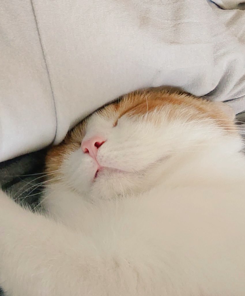 おちゃまる おちゃまる (@ochamarusan0126) / Posts / X