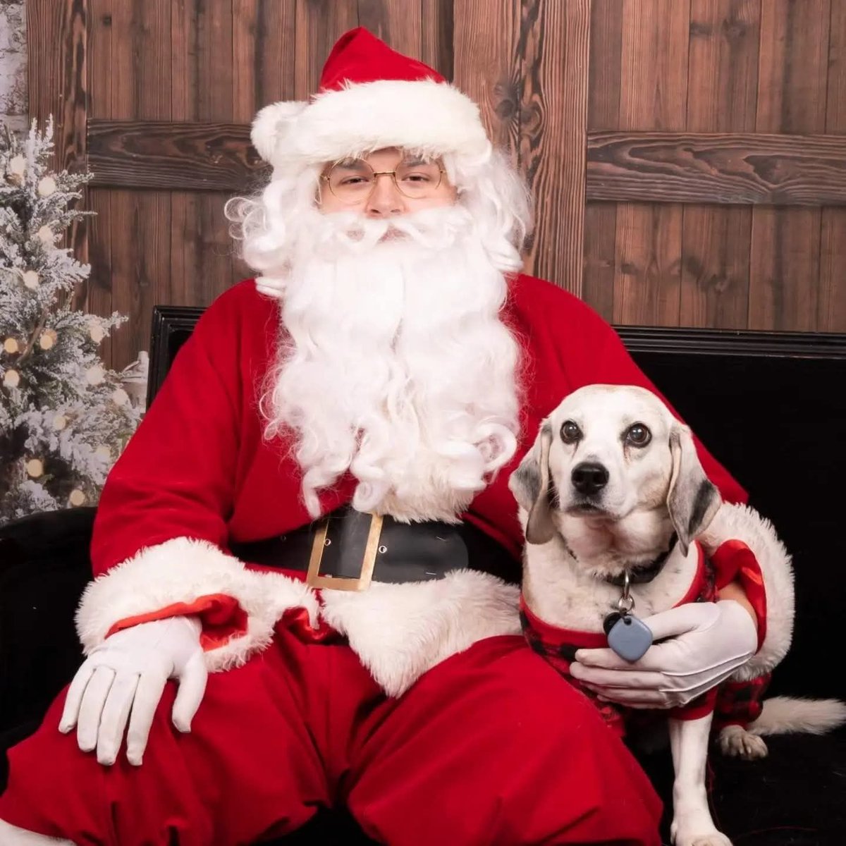 Beagle Facts tweet media