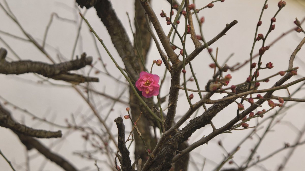 清になりたい (@95u23Aii2r5r9RG) / Posts / X