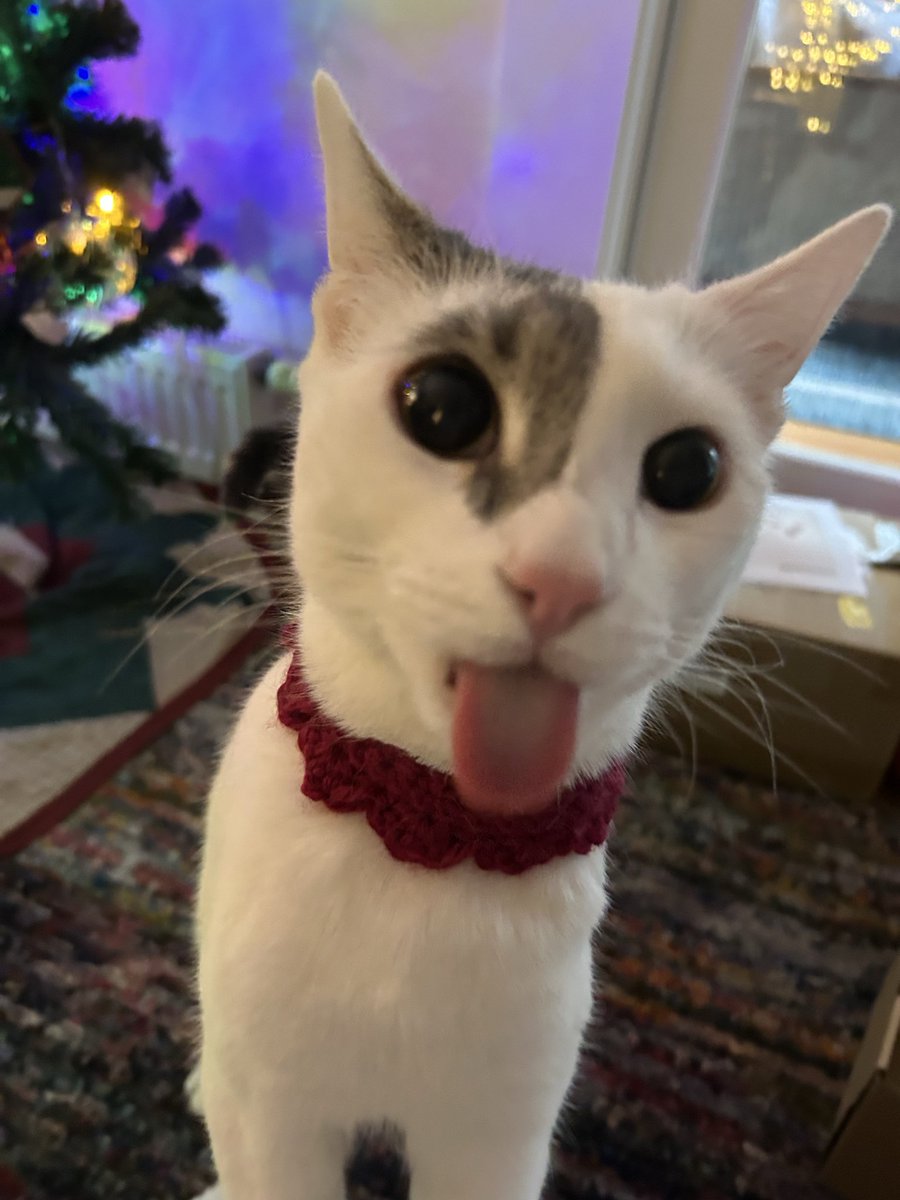 dolopeanut's tweet image. Merry Christmas from Dolores