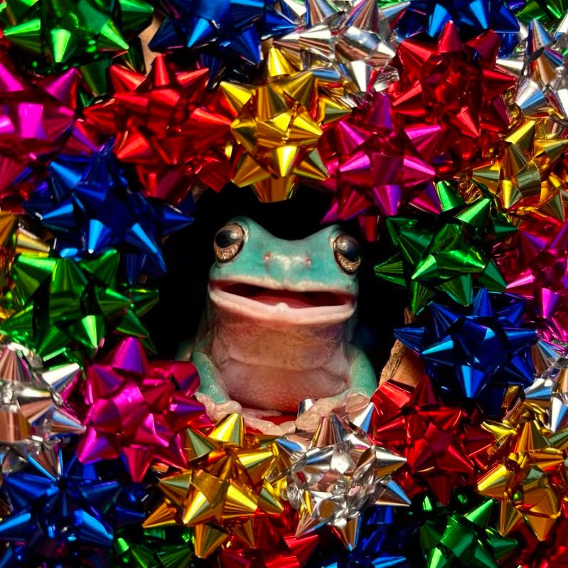 nocontextfrogs's tweet image. 