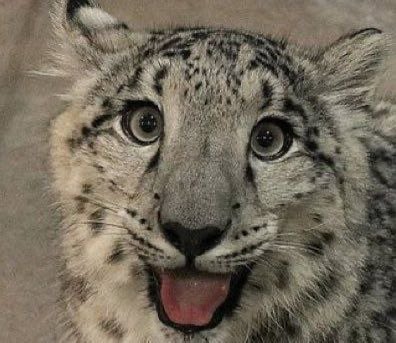 uasneppy's tweet image. me in the morning vs me at 3 am