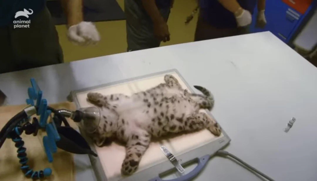 uasneppy's tweet image. me in the morning vs me at 3 am