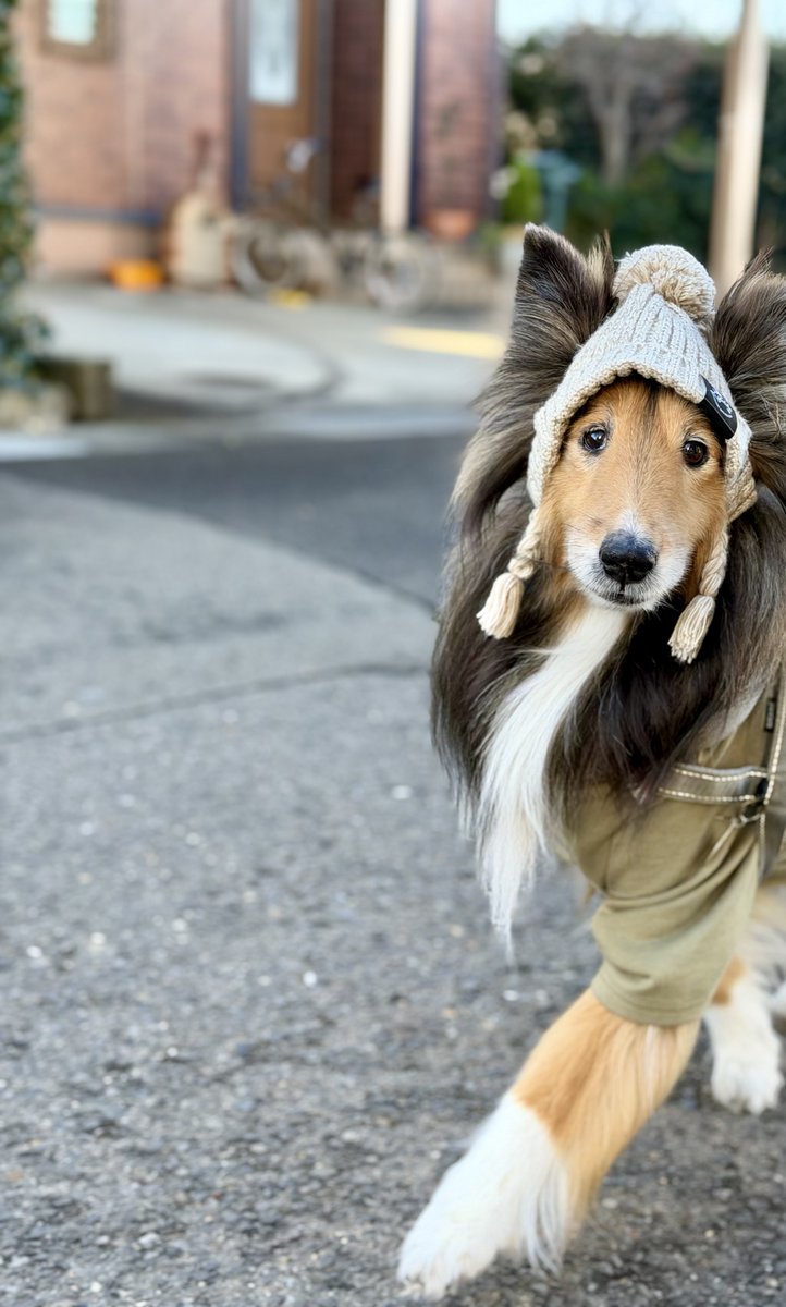 黒柴さてつ (@nonbirisatetu) / Posts / X