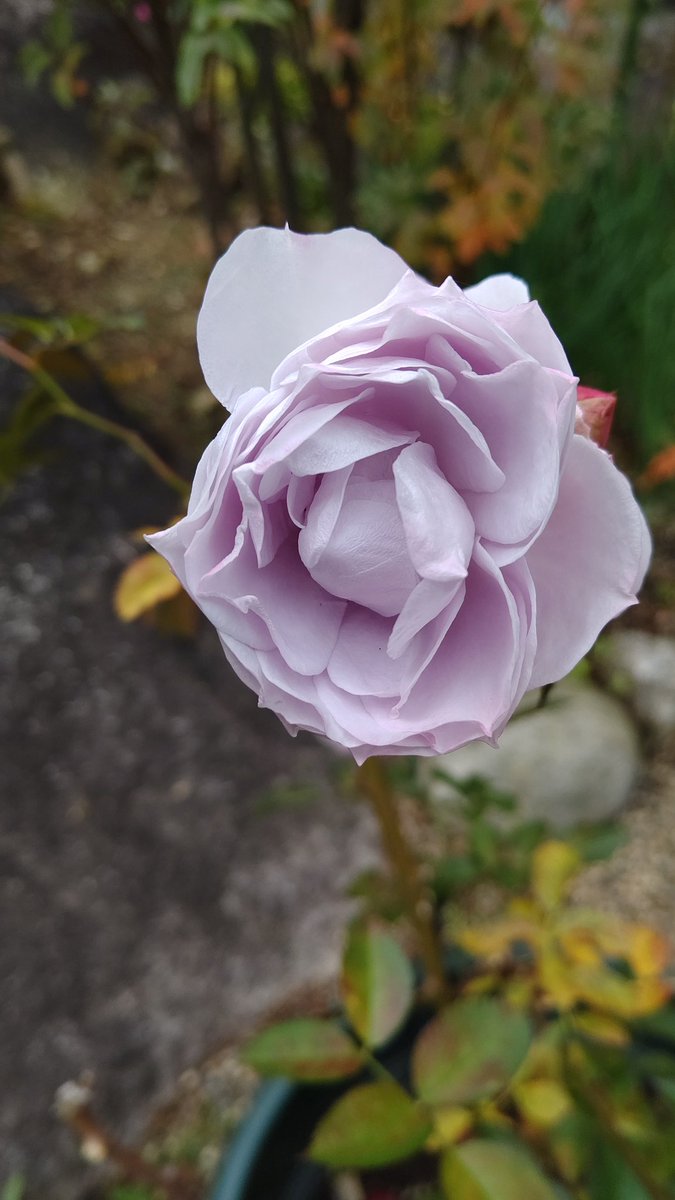 ピーちゃん (@0yVZmRSzOaBhWvP) / Posts / X