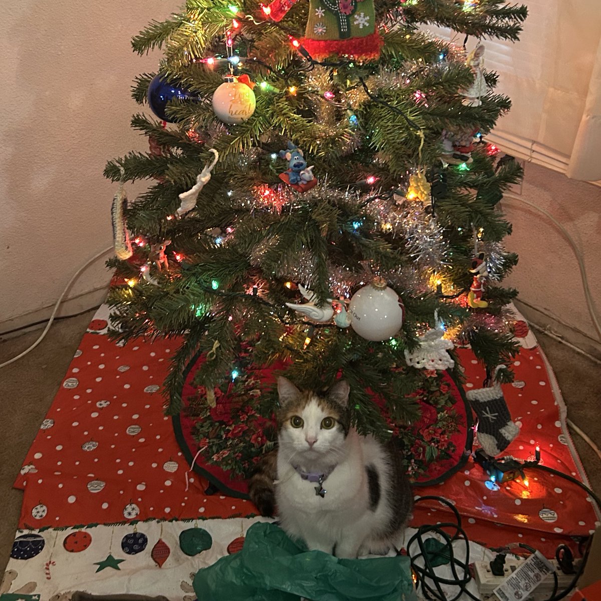 bigoledumb's tweet image. 