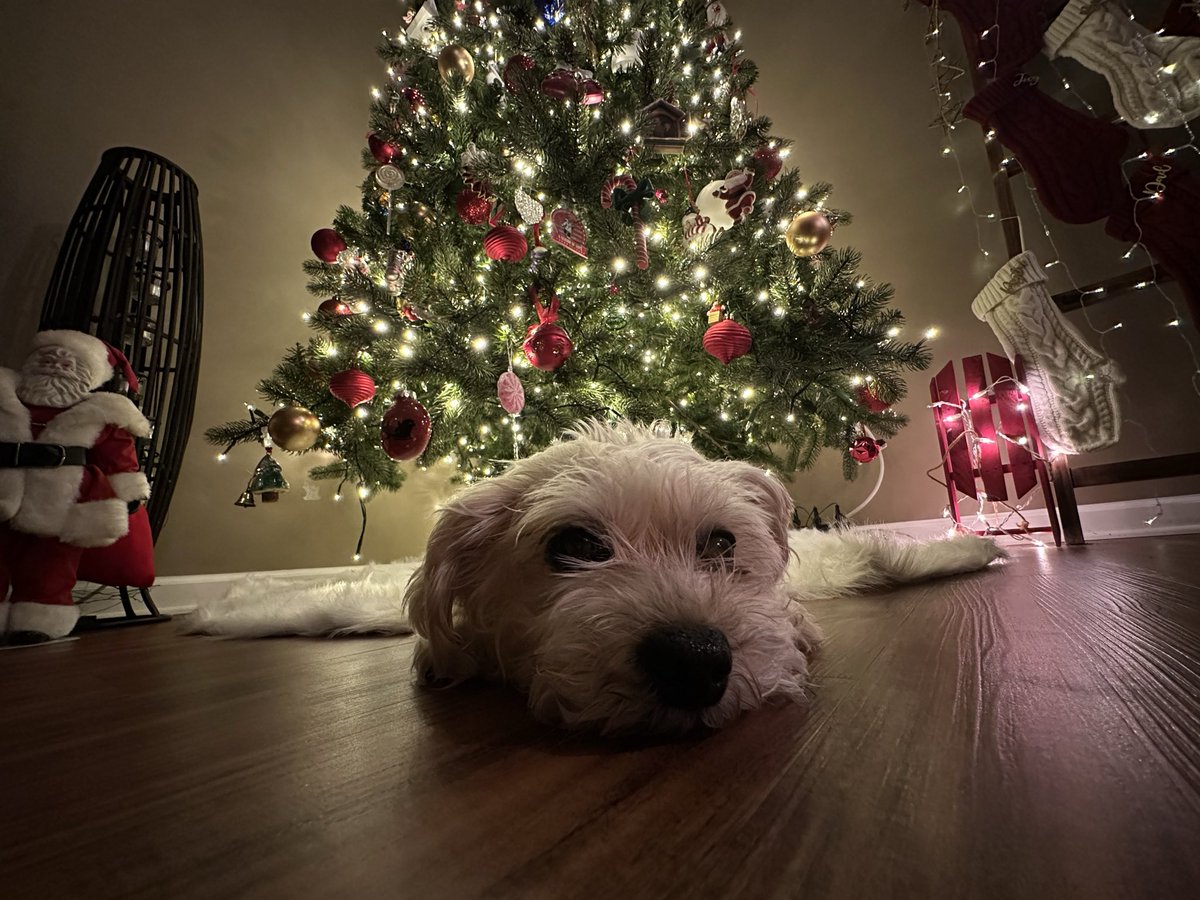 Beeesley's tweet image. Merry Christmas🎄