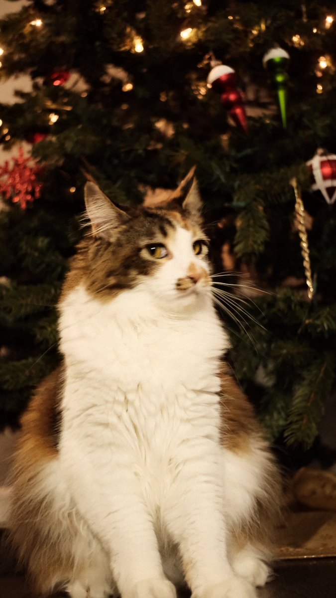 Merry Christmas 🎄