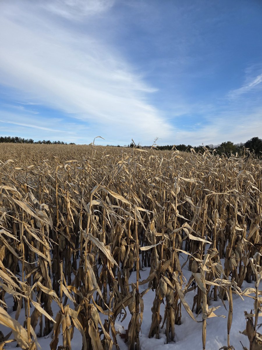 Oh how they love all those carbs. And those other critters enjoy them as well. Christmas Day - home farm, Walkerton.