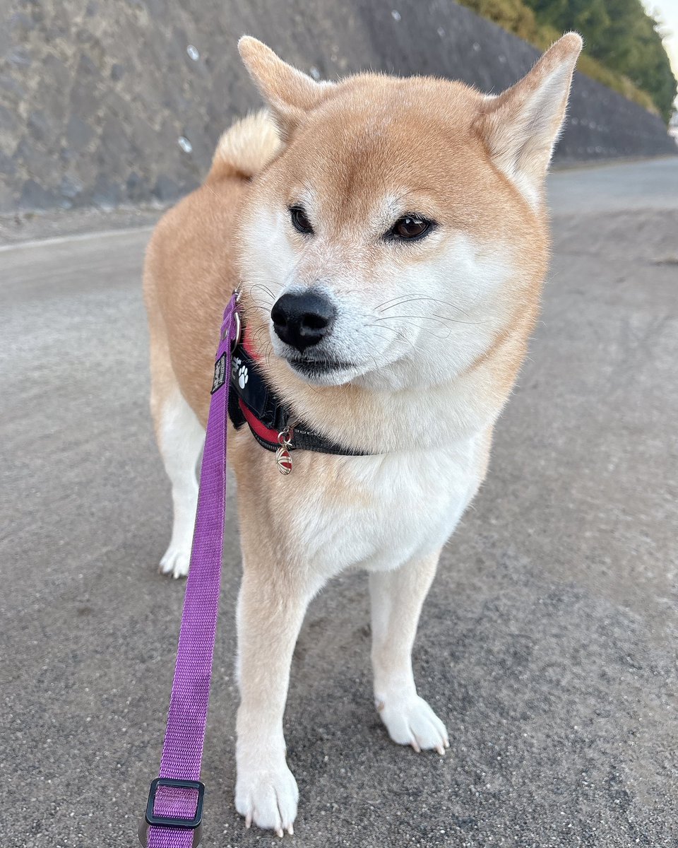 柴犬むぎ (@shiba_inu_mugi) / Posts / X