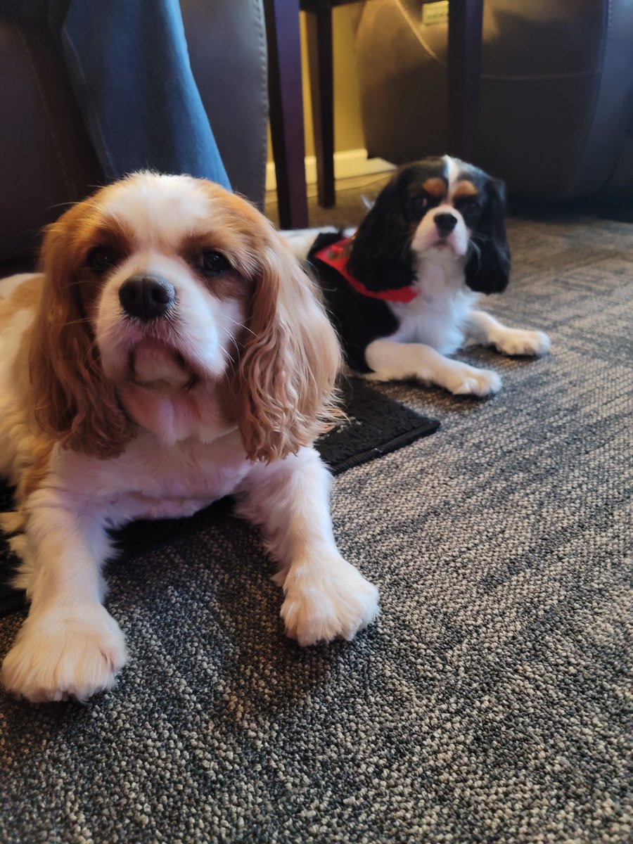 Merry Christmas wiv love, #CavPack  🎄🌟😘😘💕💕