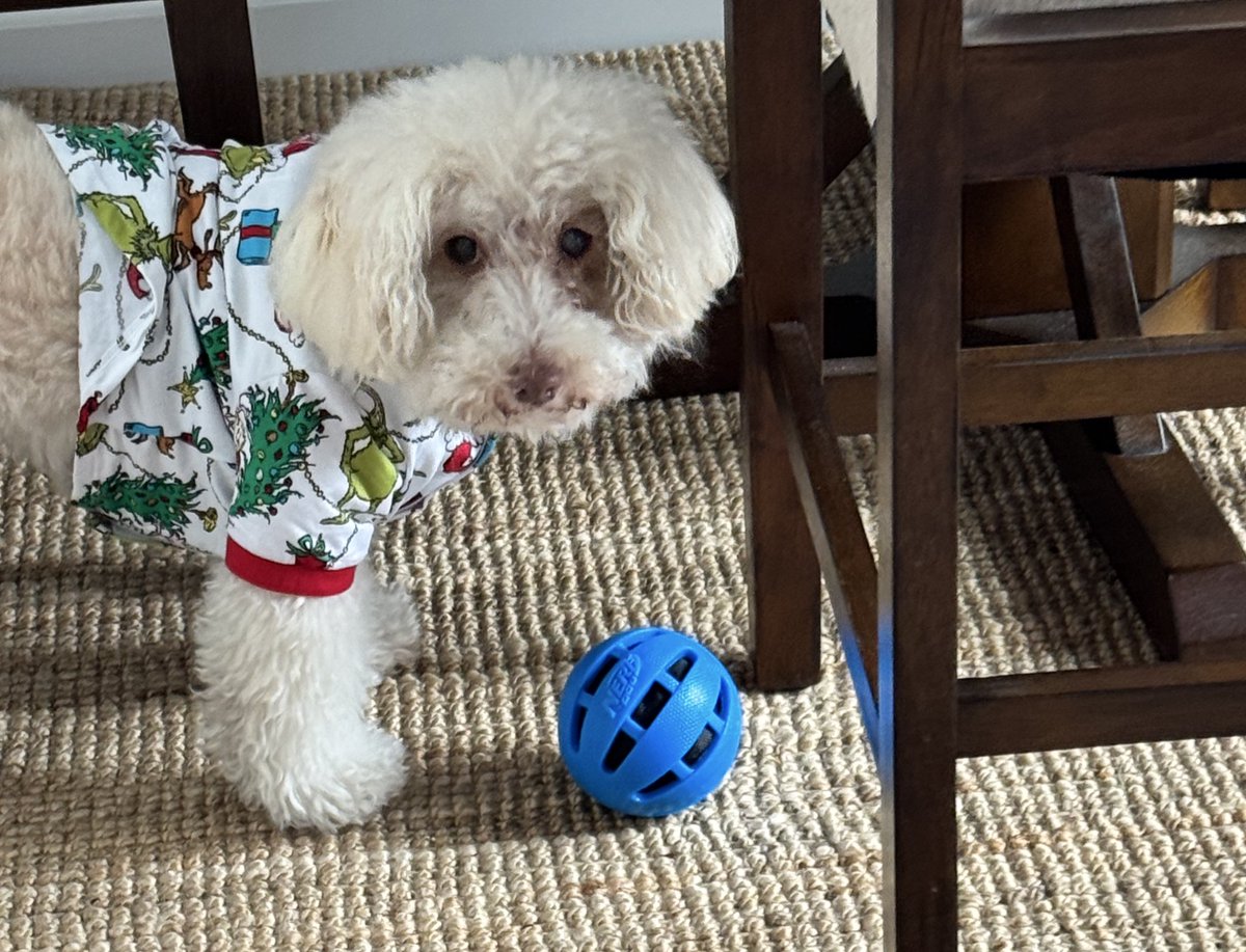 MrhughLthebest's tweet photo. My bundle of fluff is relaxing after a super fun day!🎄🎁✨
Moz loves his new toy!! 

Santa paws  🧑‍🎄 put him on the nice list. He’s a very good boy!!

#Christmas2025 #Santa #SantaPaws #love https://t.co/OBsA2Gt0rN