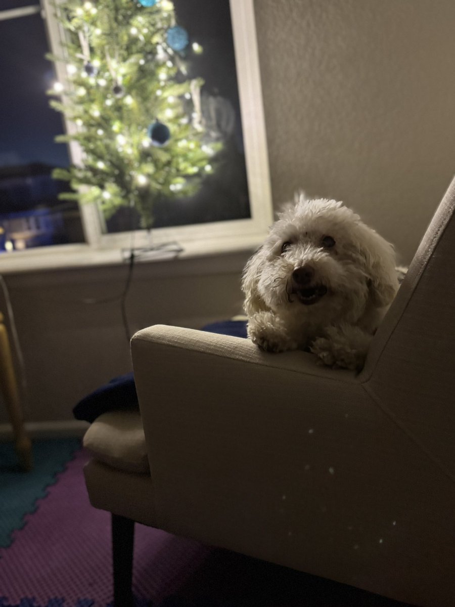 MrhughLthebest's tweet photo. My bundle of fluff is relaxing after a super fun day!🎄🎁✨
Moz loves his new toy!! 

Santa paws  🧑‍🎄 put him on the nice list. He’s a very good boy!!

#Christmas2025 #Santa #SantaPaws #love https://t.co/OBsA2Gt0rN