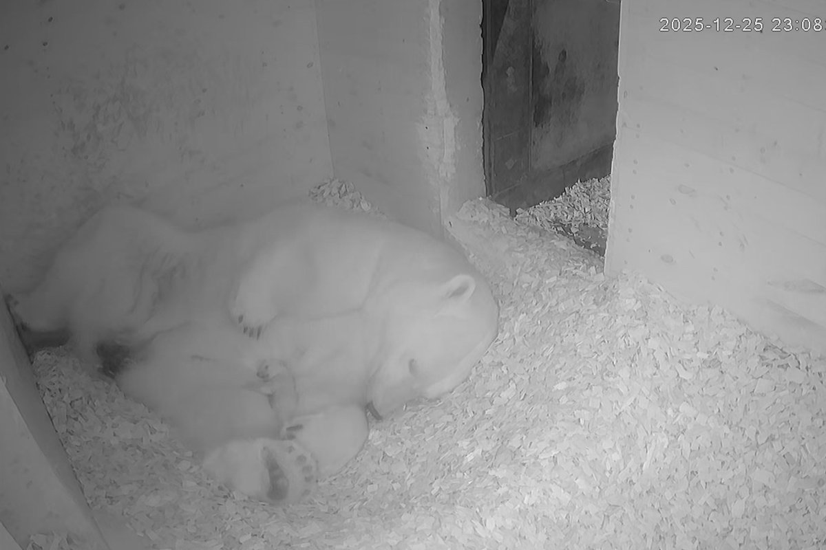 12月24日・25日の夜、ホッキョクグマモモ親子のかわいい寝顔が映っていました。
コグマの顔立ちがはっきり映るようになってきましたね。

Youtube更新しました「16日目」youtu.be/cPT8wlAEfYo

#男鹿水族館GAO
#ホッキョクグマモモ